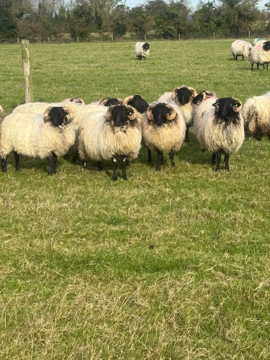 Ram lambs - Image 2