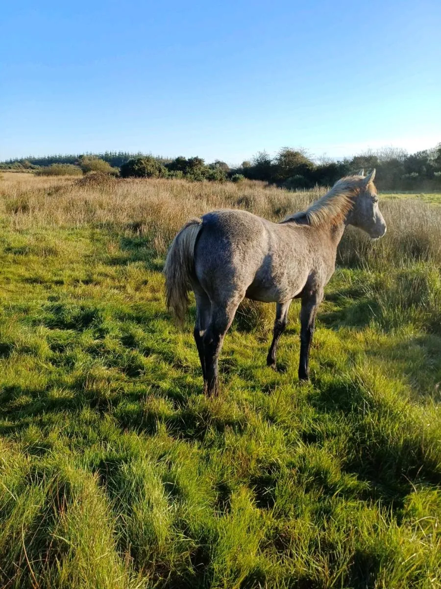 Connemara Colt Foal - Image 1