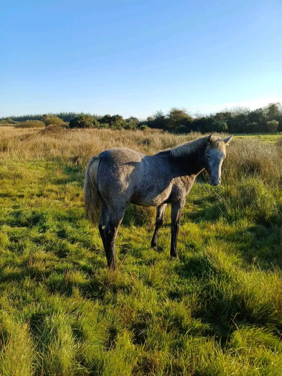 Connemara Colt Foal - Image 2