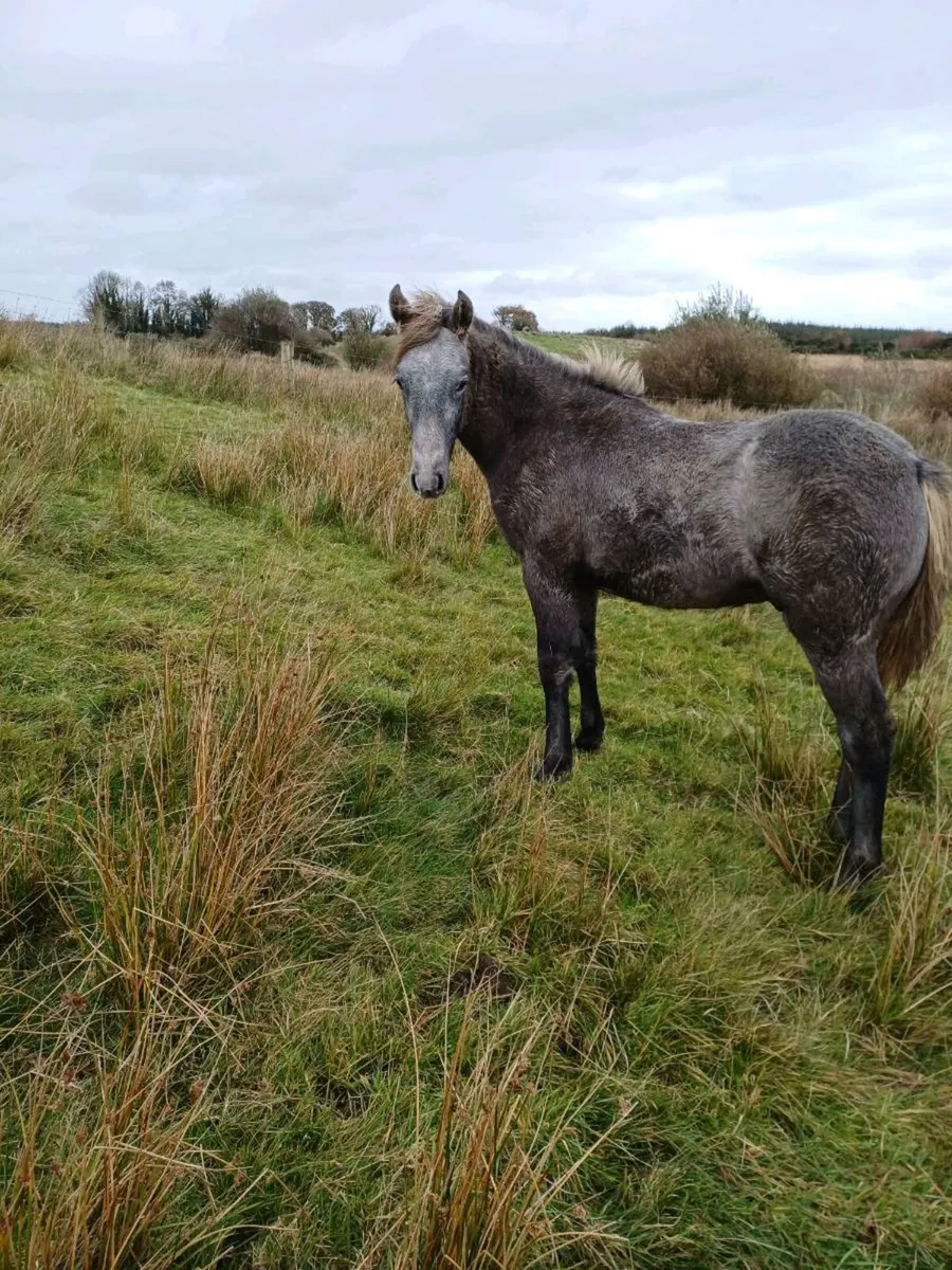 Connemara Colt Foal - Image 3