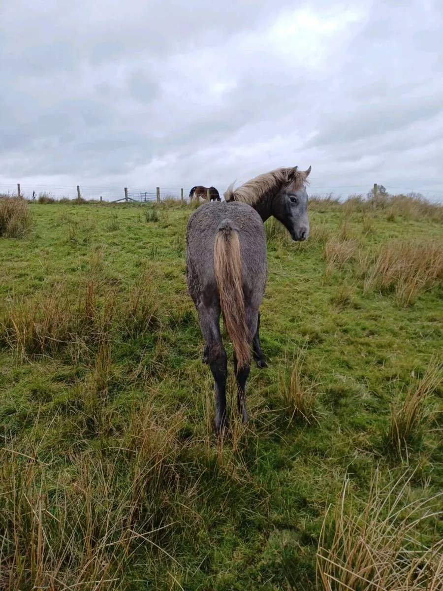 Connemara Colt Foal - Image 4