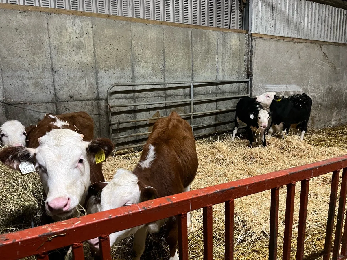 Hereford calves - Image 1