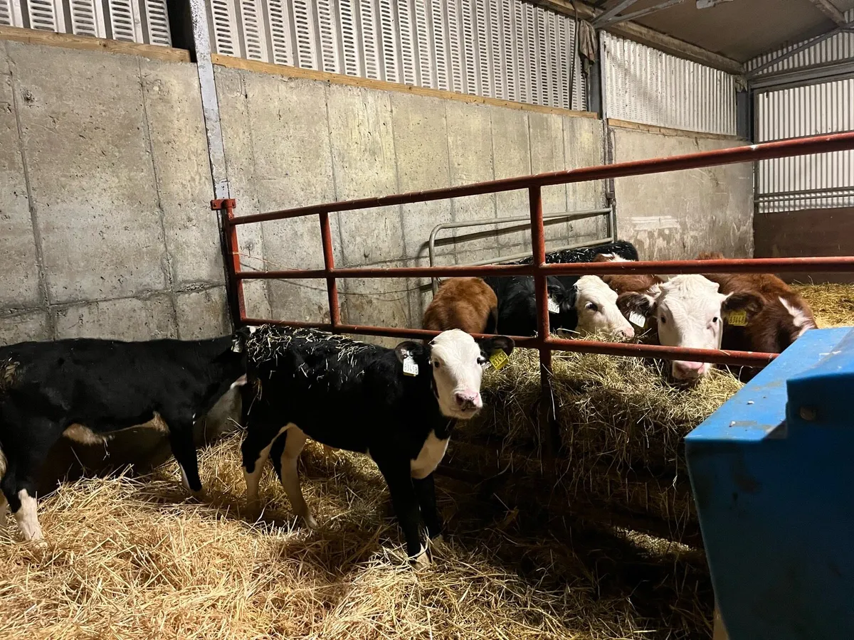 Hereford calves - Image 3