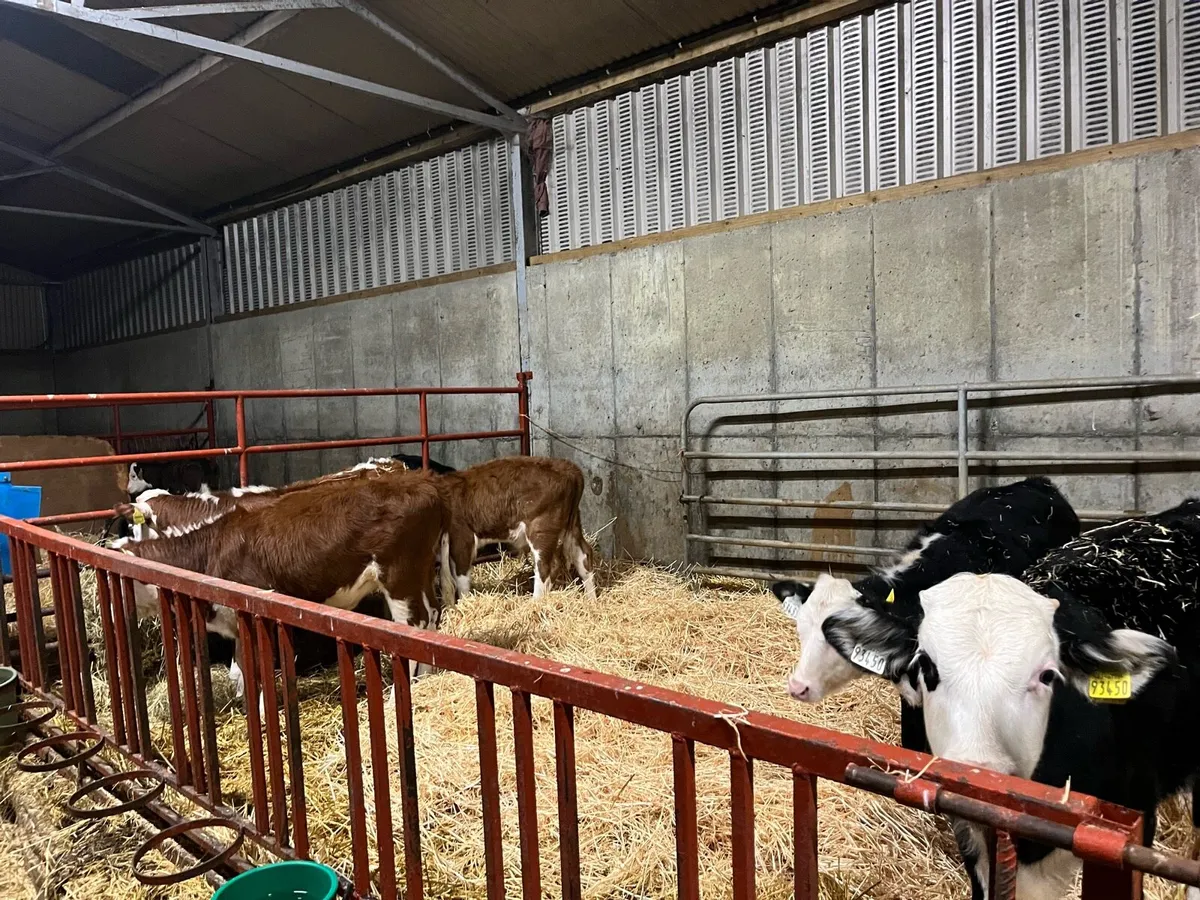 Hereford calves - Image 2