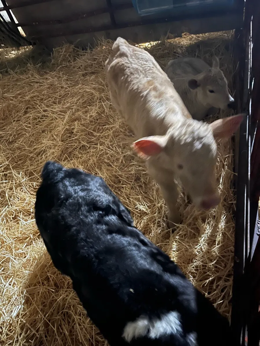 Hereford calves - Image 4