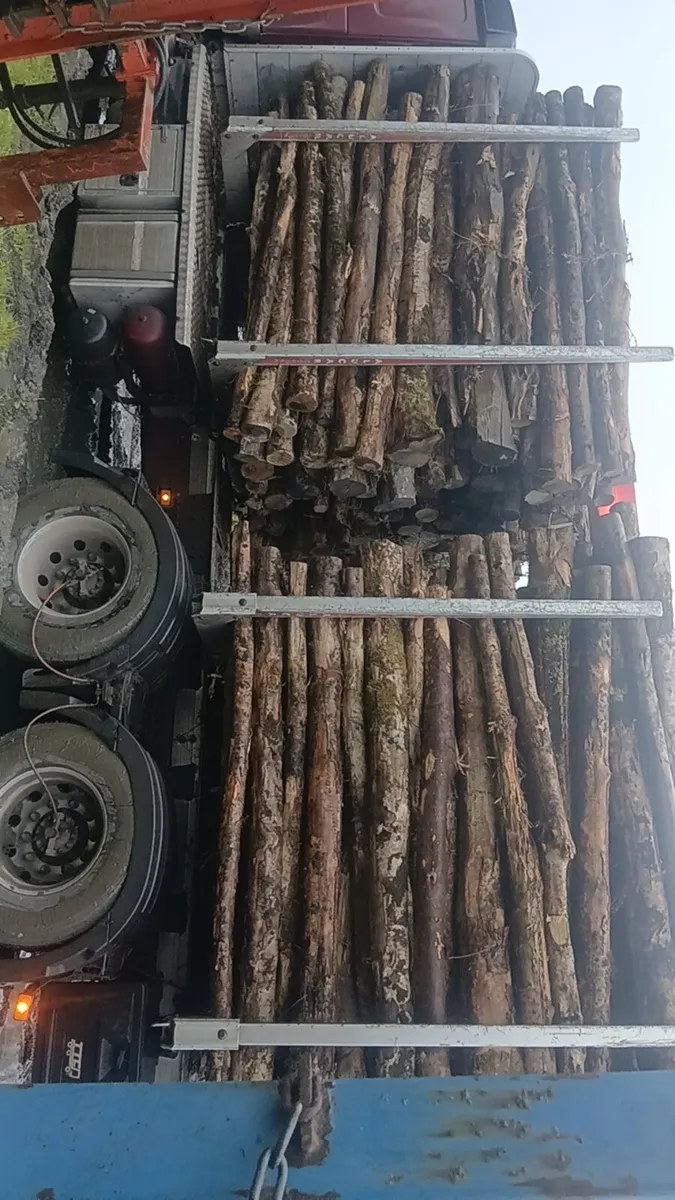 ash firewood - Image 1