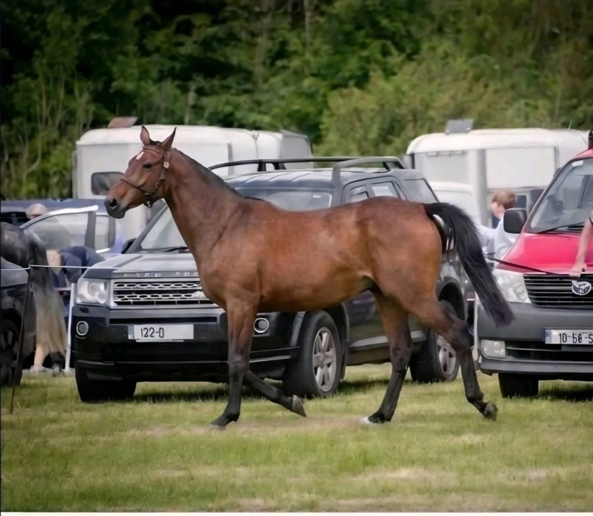 In foal mare - Image 1