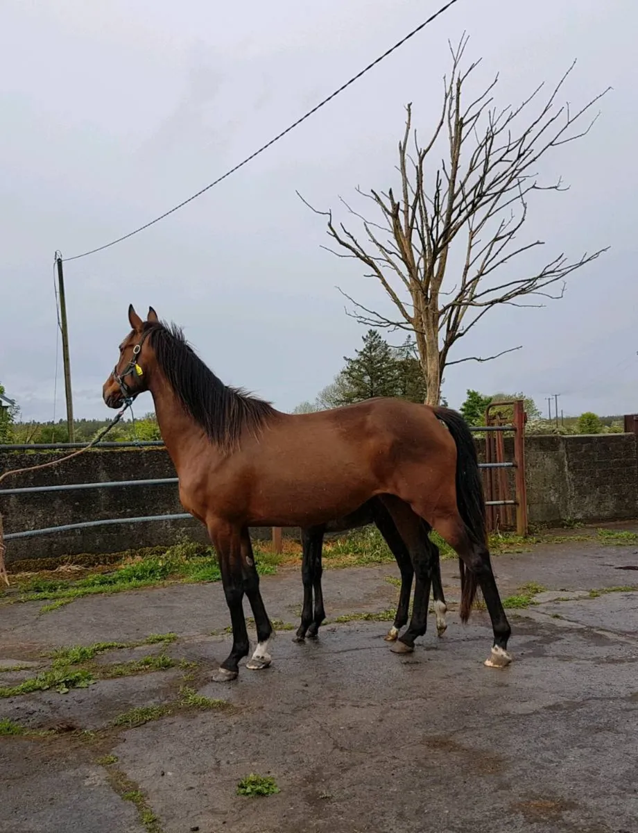 In foal mare - Image 2