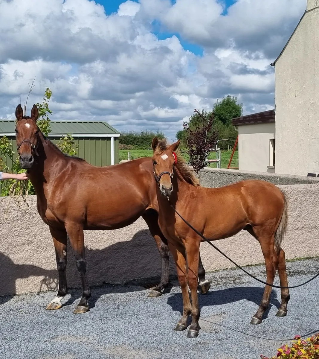 In foal mare - Image 3