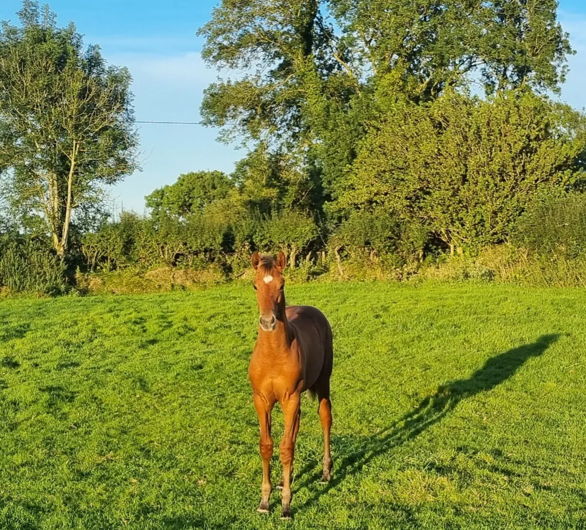 In foal mare - Image 4