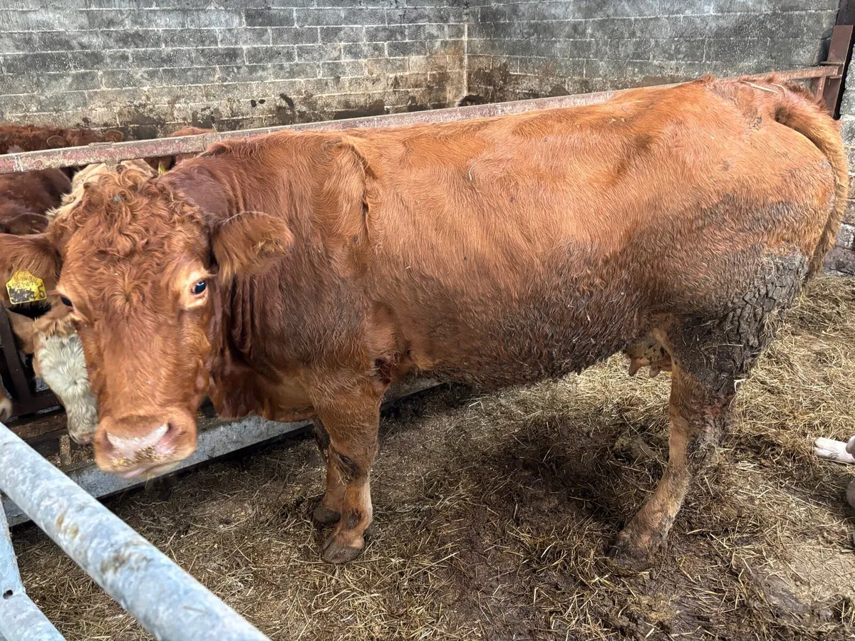 Cow + calf - Image 1