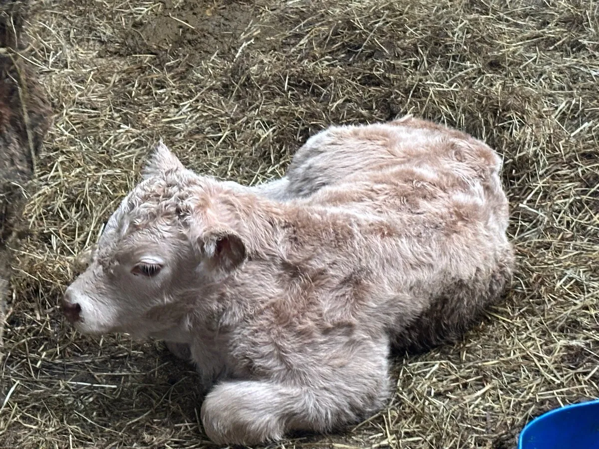 Cow + calf - Image 2