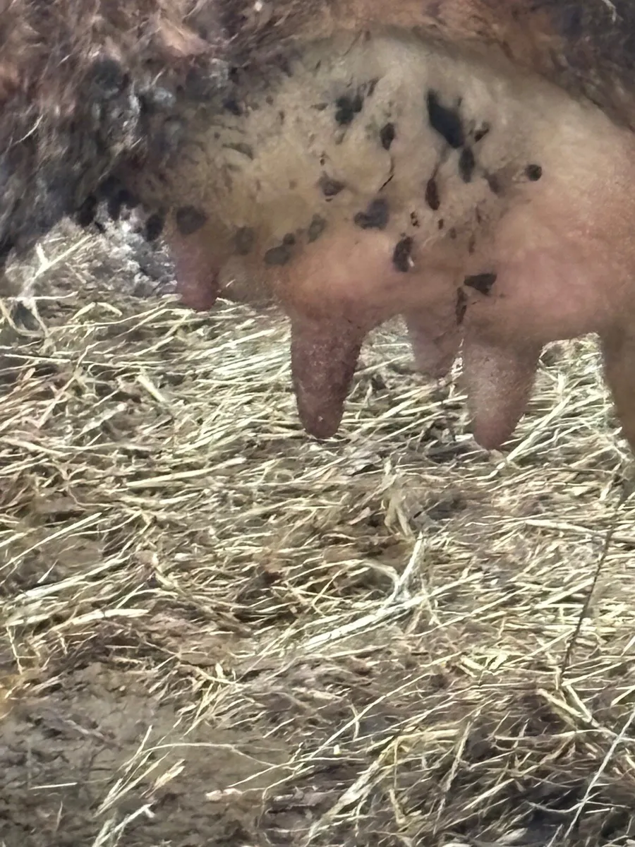 Cow + calf - Image 3