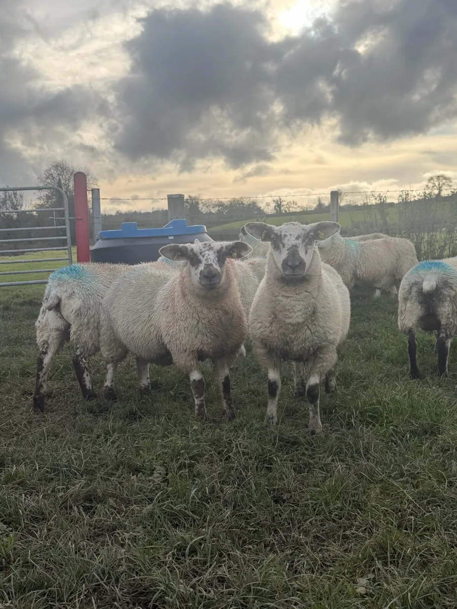 Ewe Lambs - Image 1