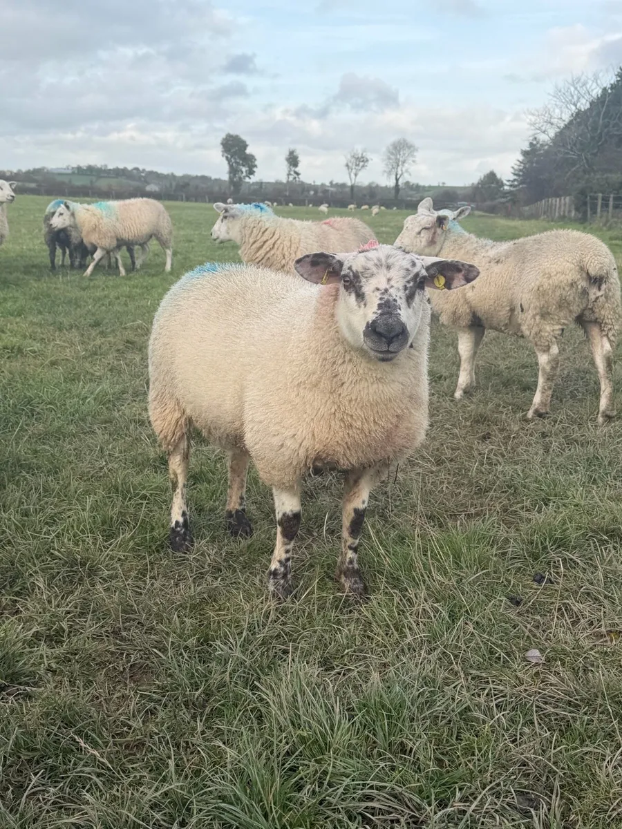 Ewe Lambs - Image 4