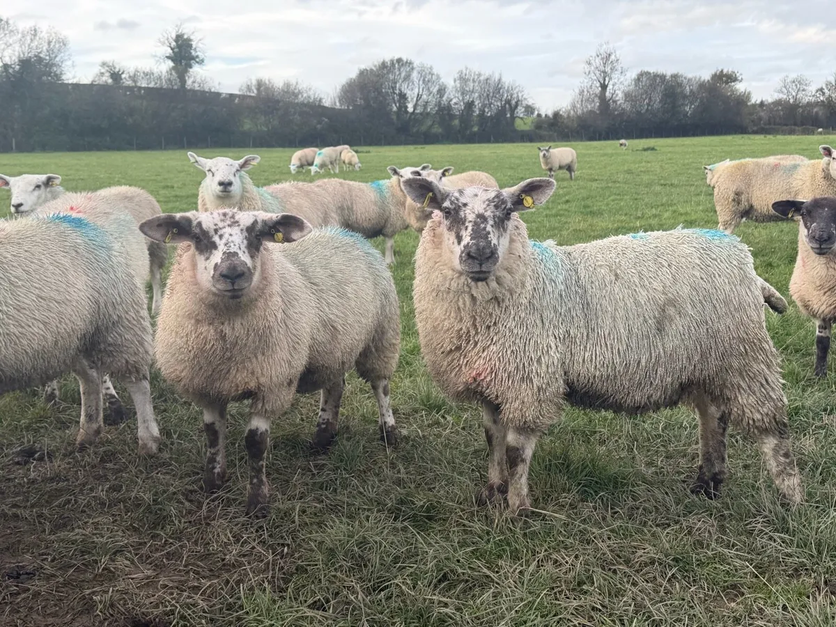 Ewe Lambs - Image 2