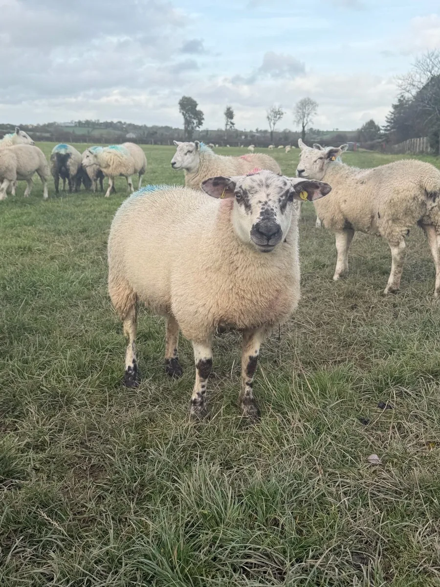 Ewe Lambs - Image 3