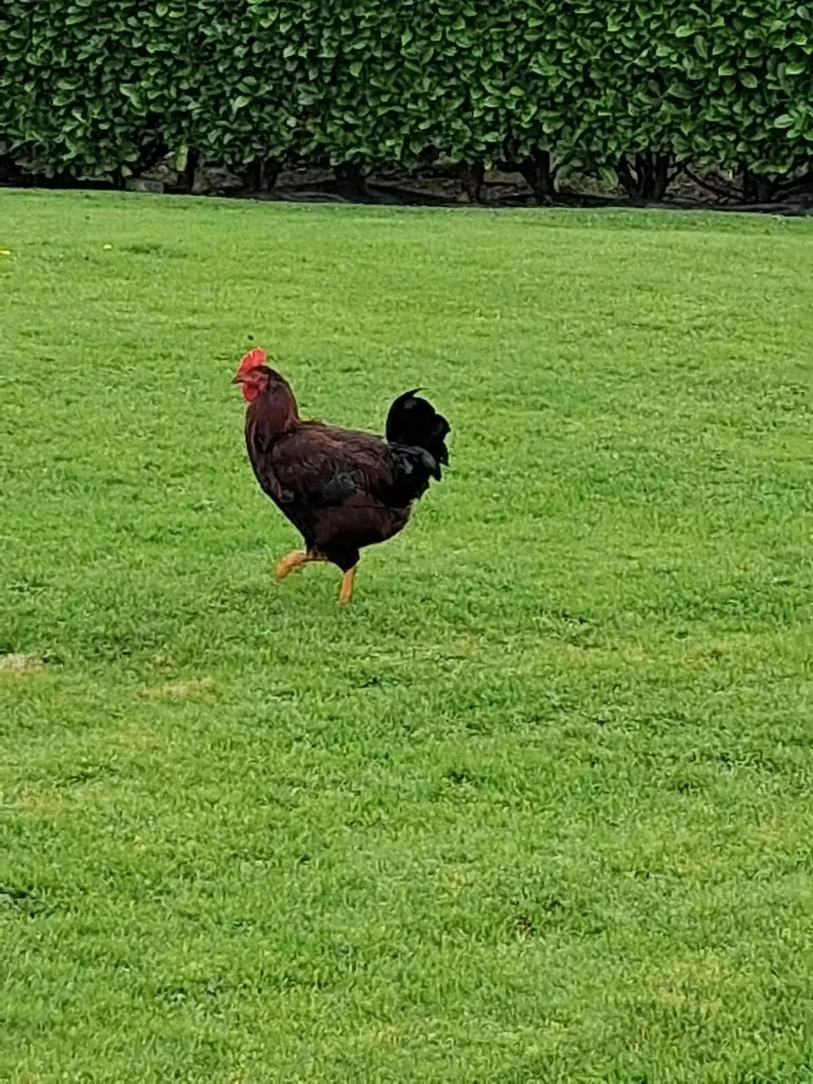 Roosters - Image 1