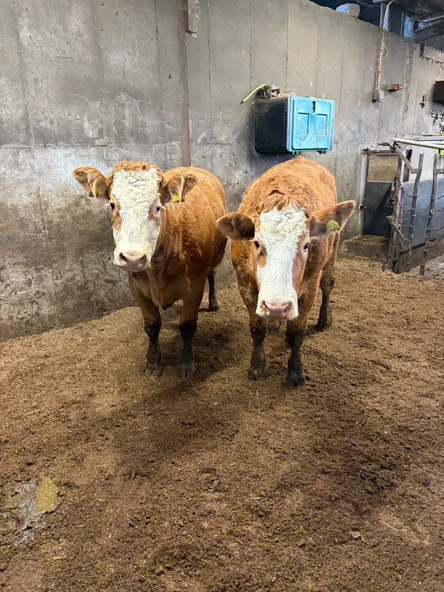 Lim x sim springing heifers - Image 4