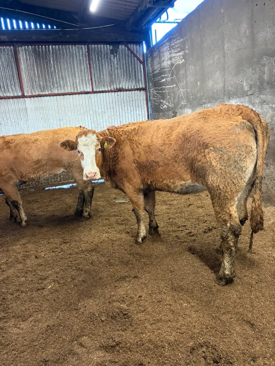 Lim x sim springing heifers - Image 3