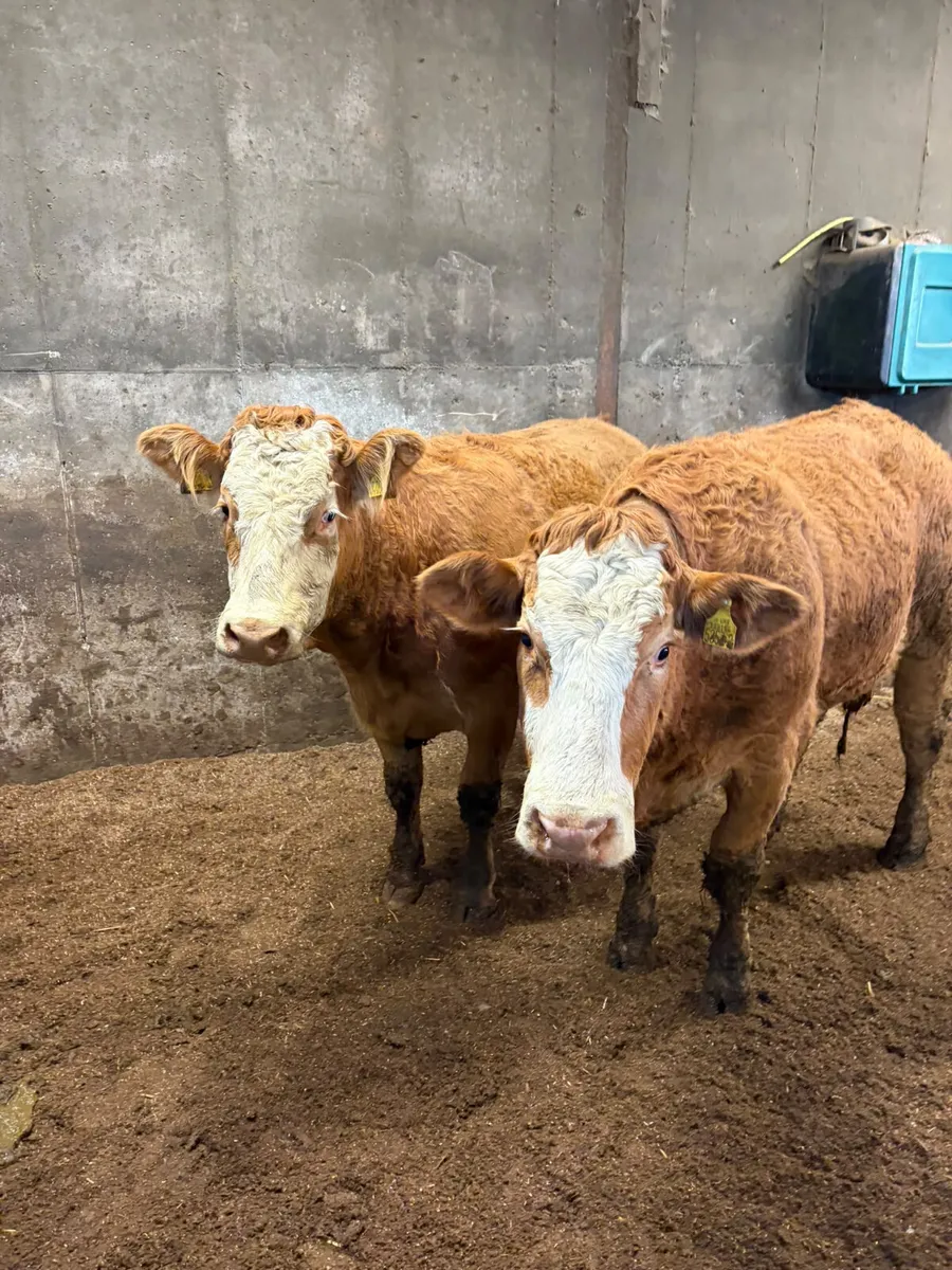 Lim x sim springing heifers - Image 2