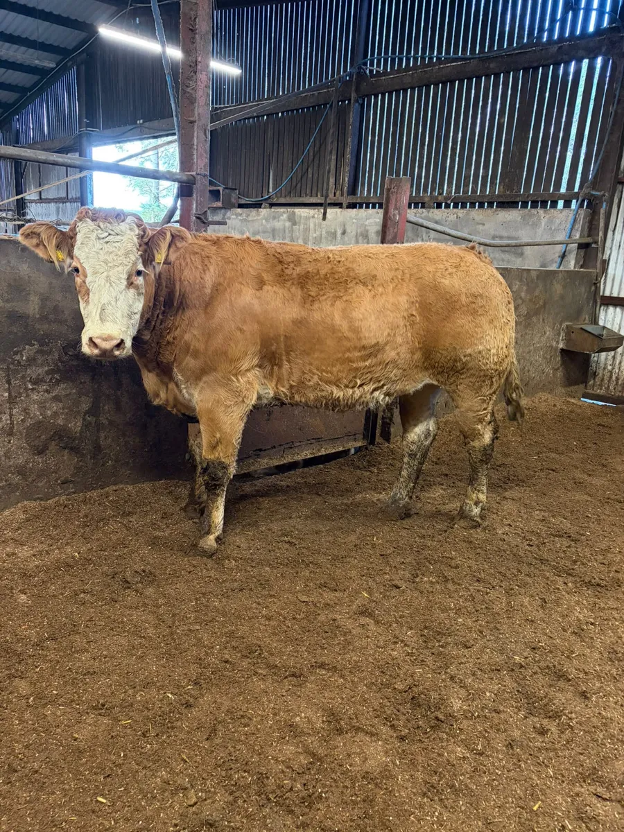 Lim x sim springing heifers - Image 1