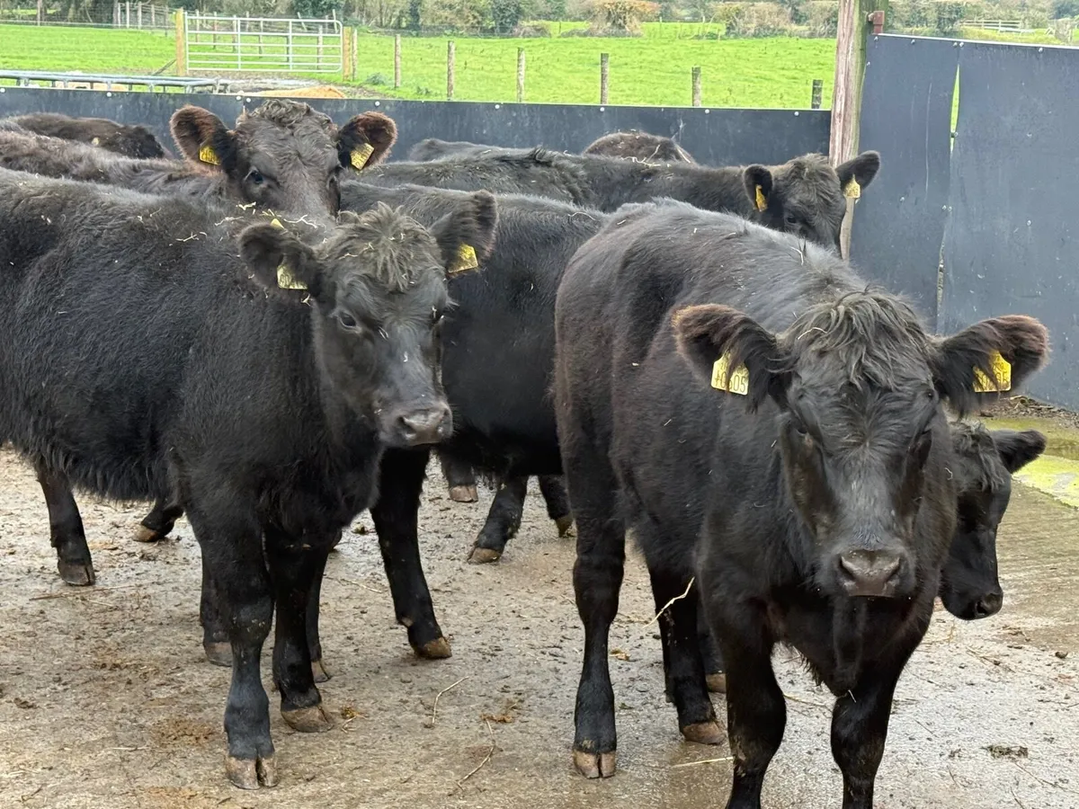 8 SUCKLER BRED ANGUS HEIFERS ( 270 KGS) - Image 3