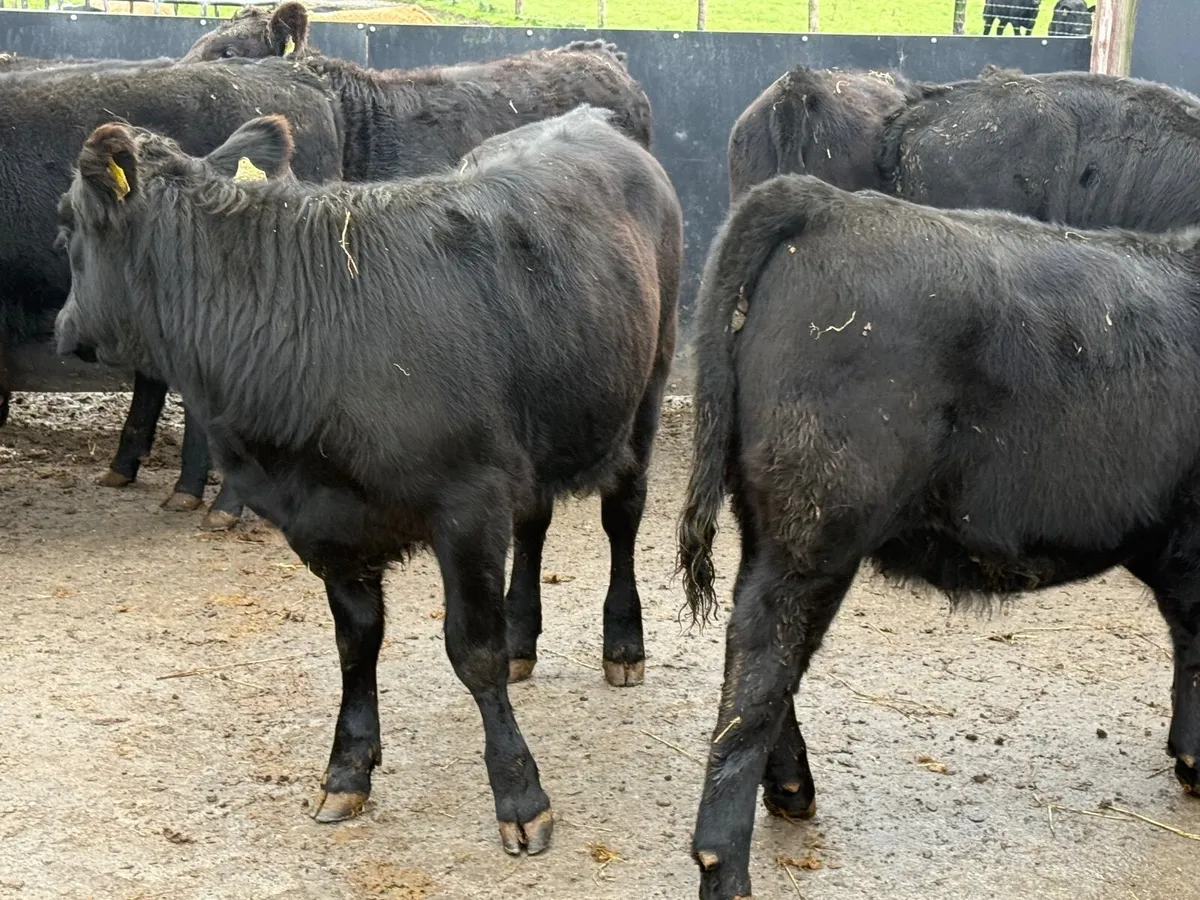 8 SUCKLER BRED ANGUS HEIFERS ( 270 KGS) - Image 4