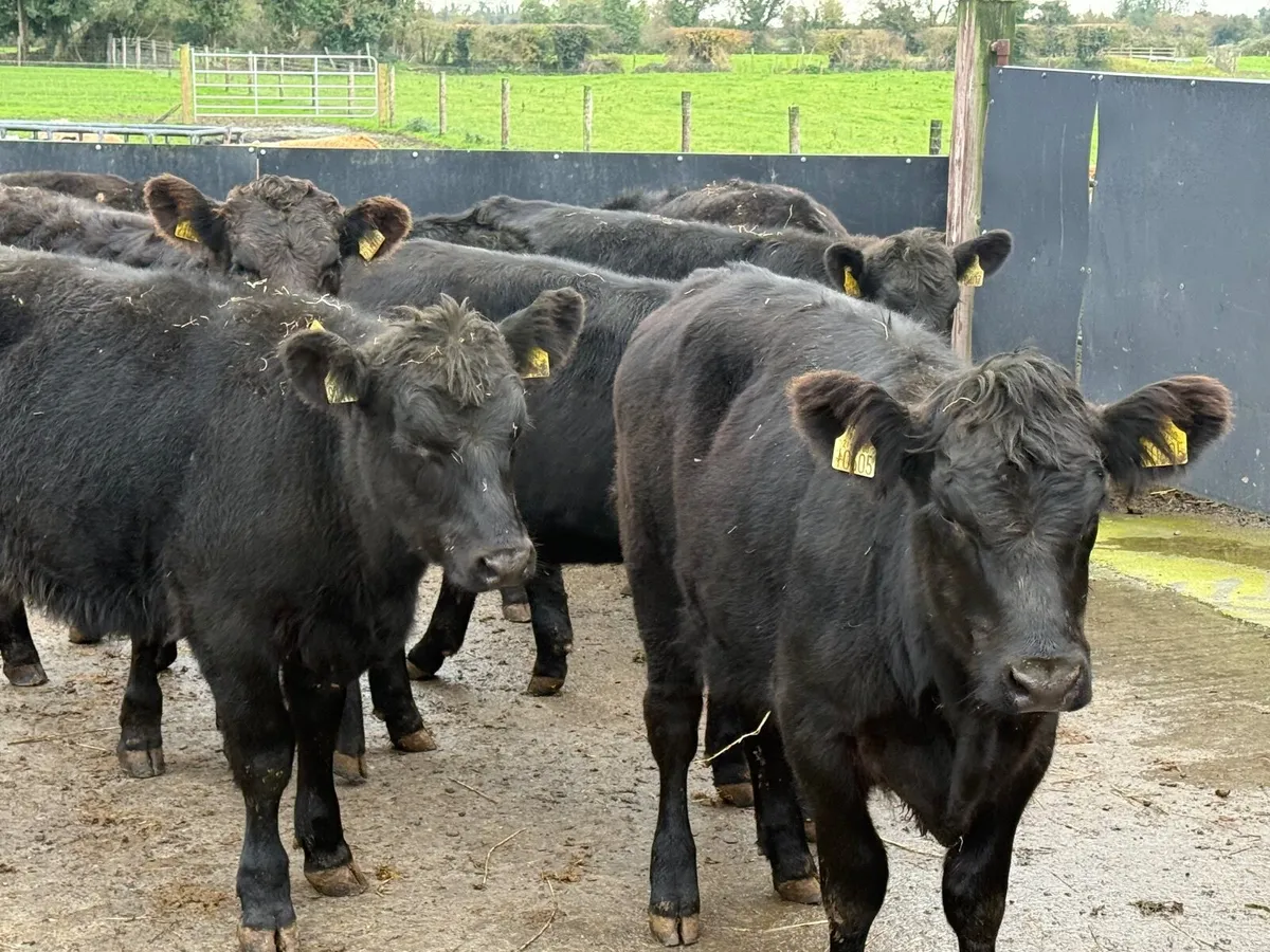 8 SUCKLER BRED ANGUS HEIFERS ( 270 KGS) - Image 2