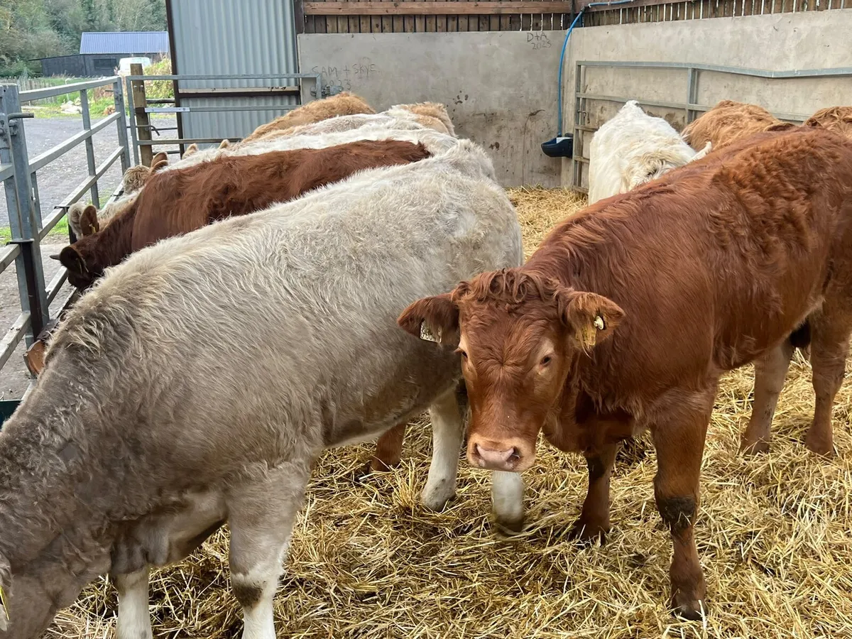 Charolais & Limousin Heifers - Image 4