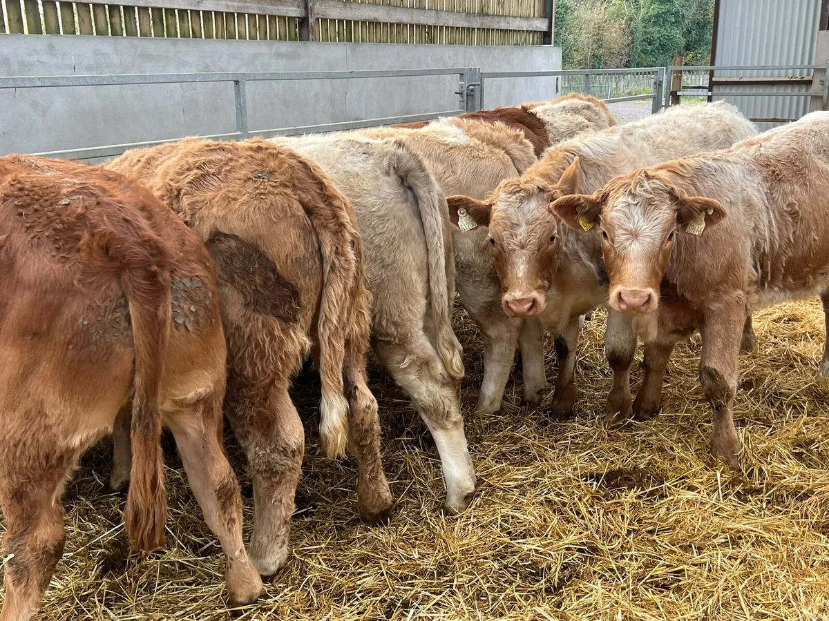Charolais & Limousin Heifers - Image 1