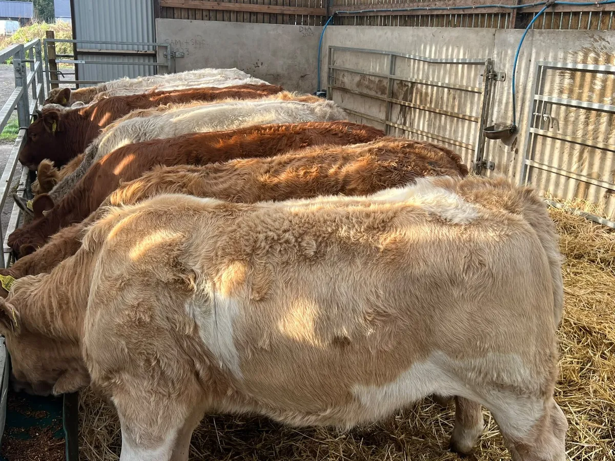 Charolais & Limousin Heifers - Image 2