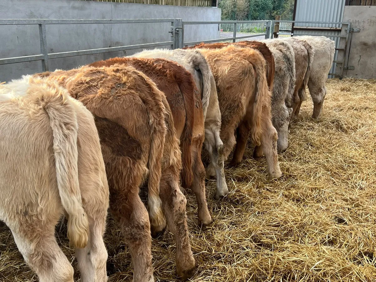 Charolais & Limousin Heifers - Image 3