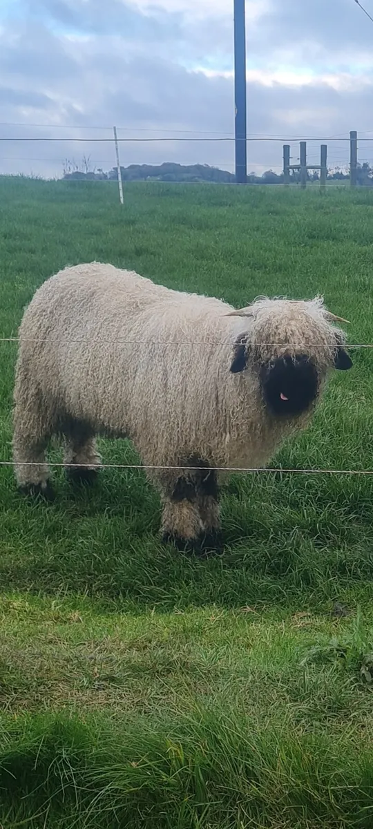 Valais blacknose ram lamb - Image 2