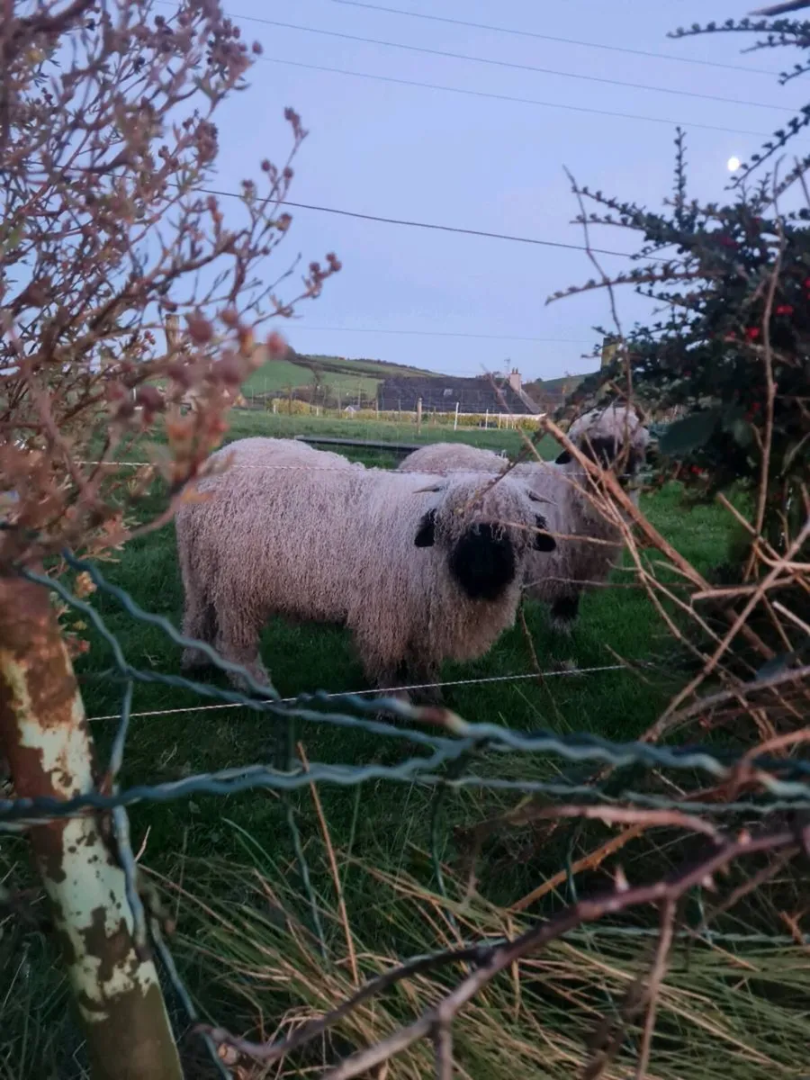 Valais blacknose ram lamb - Image 3