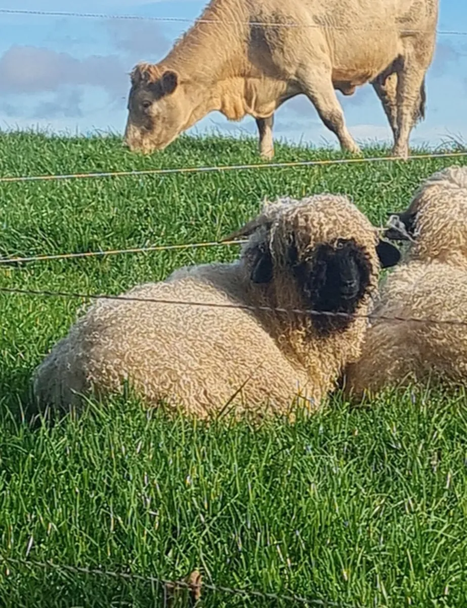 Valais blacknose ram lamb - Image 1