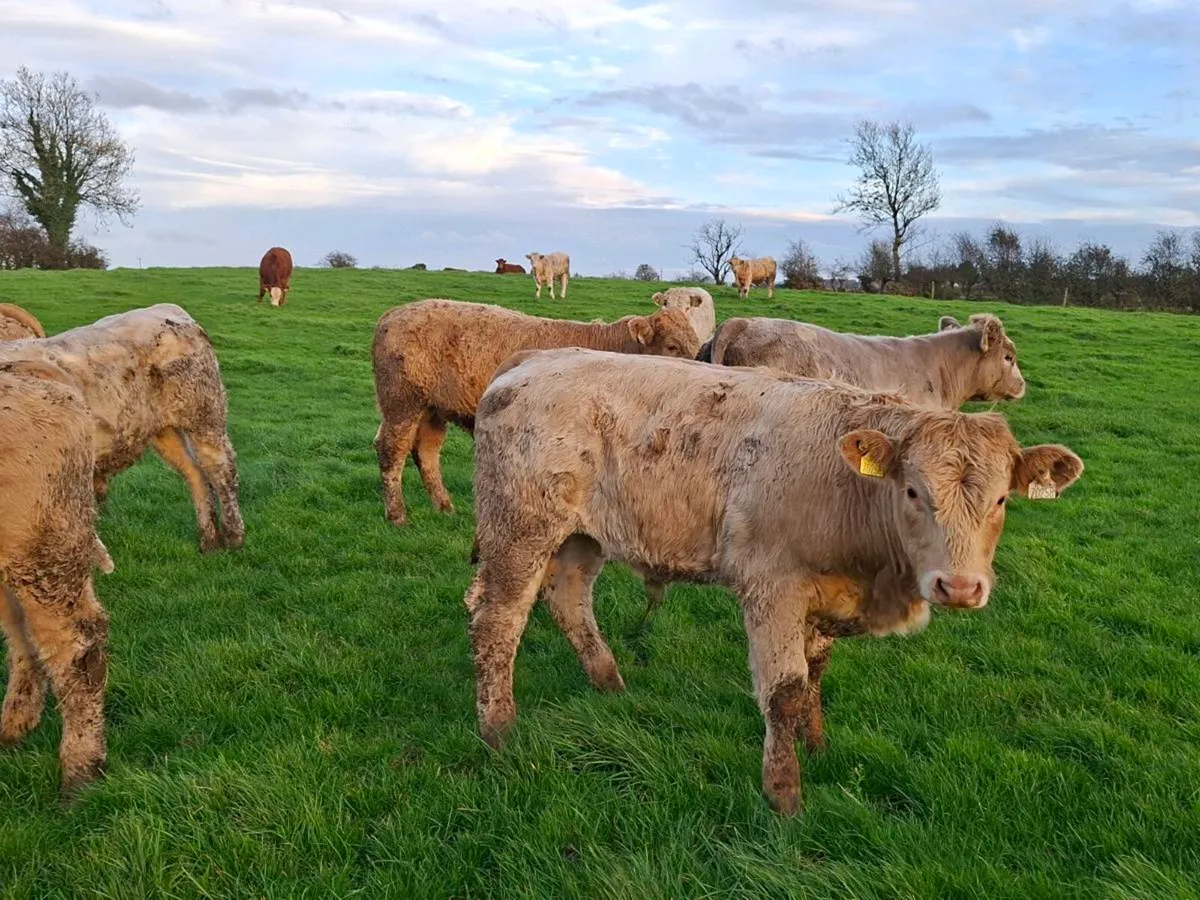 20 Smashing Charlaois bull Weanlings - Image 1