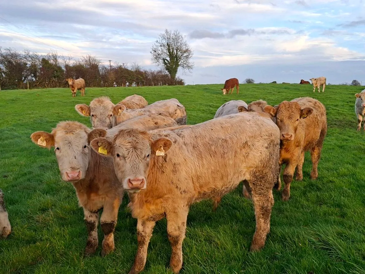 20 Smashing Charlaois bull Weanlings - Image 2