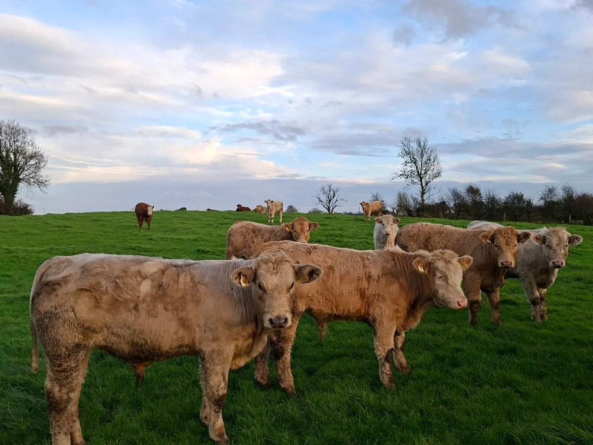 20 Smashing Charlaois bull Weanlings - Image 3