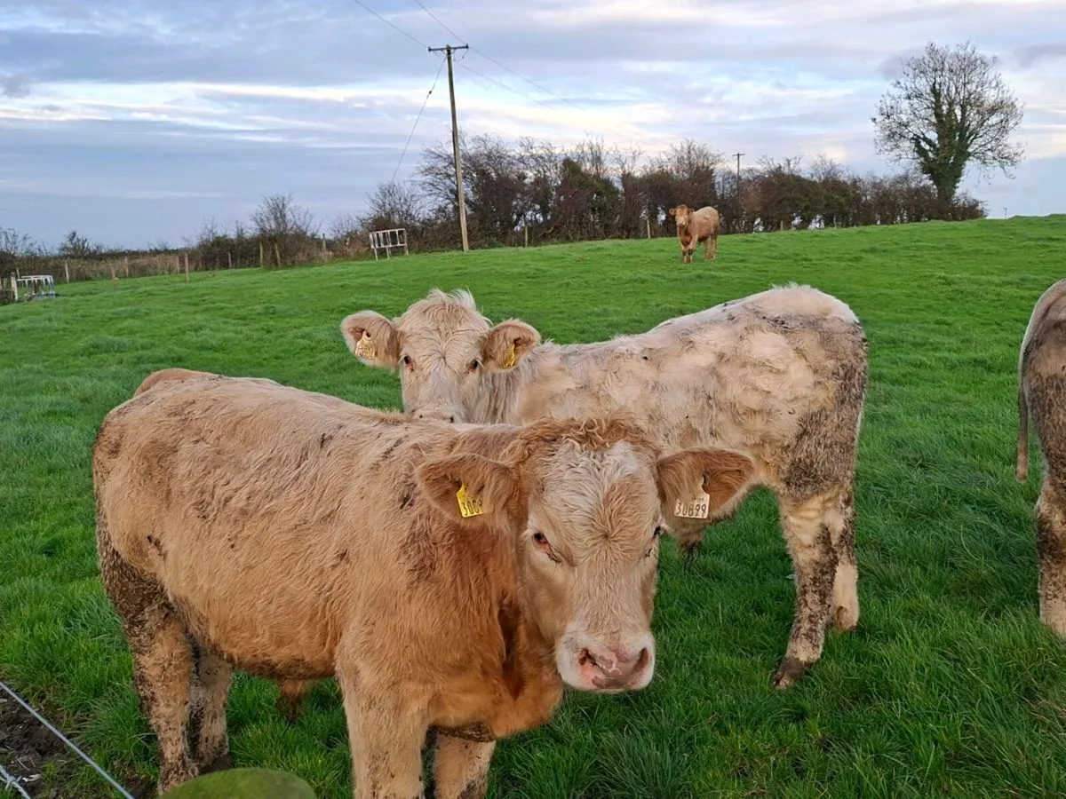 20 Smashing Charlaois bull Weanlings - Image 4
