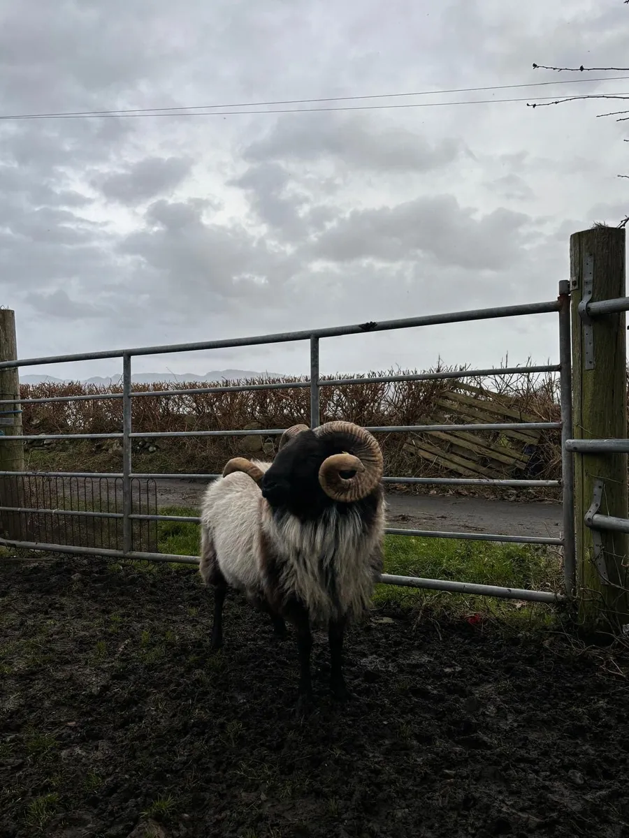 Mayo Ram - Image 3
