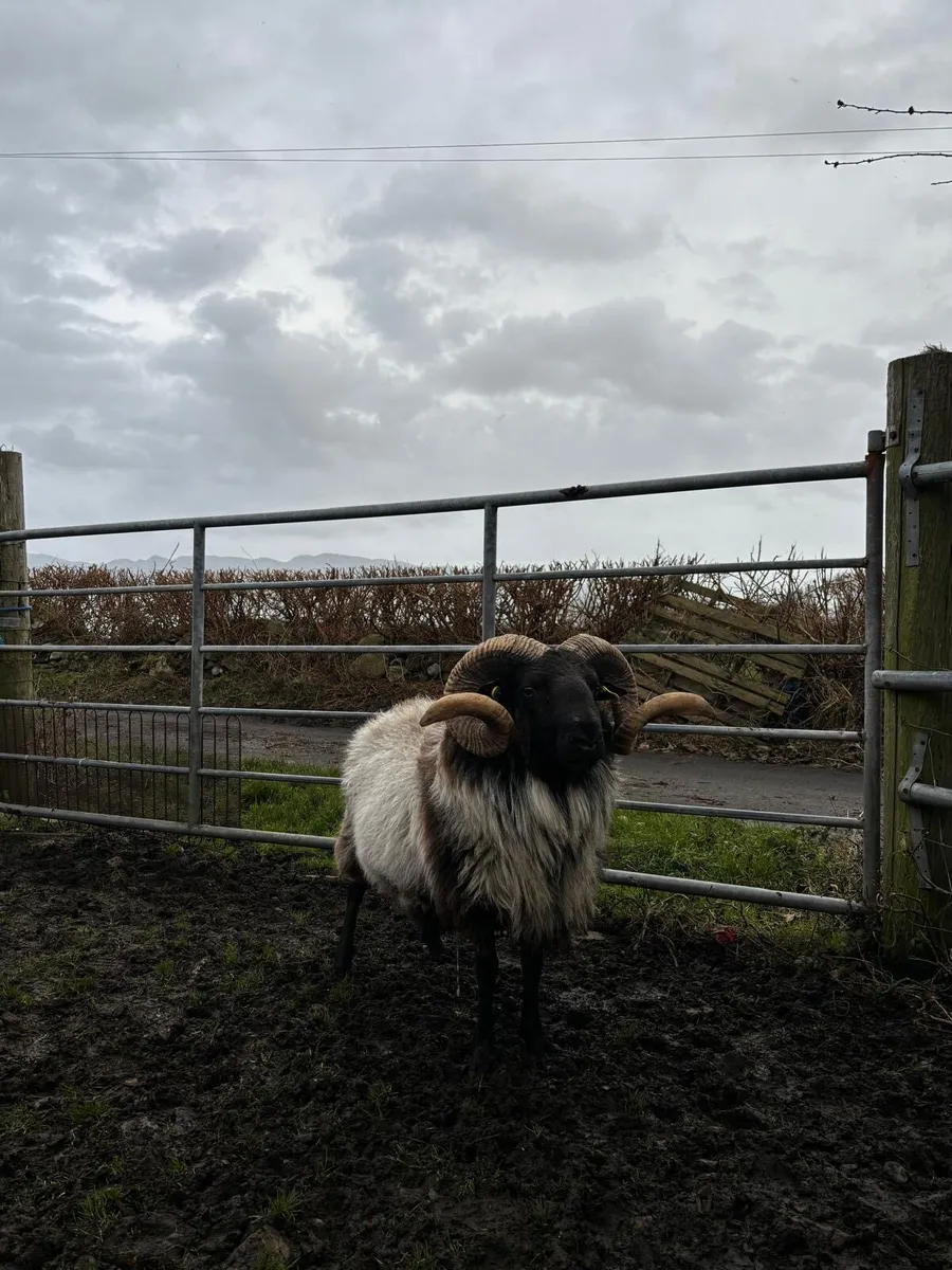 Mayo Ram - Image 4