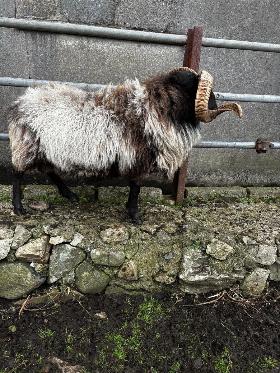 Mayo Ram - Image 1