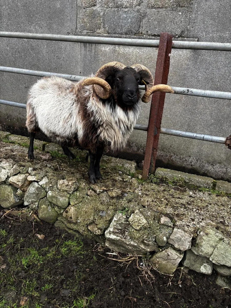 Mayo Ram - Image 2