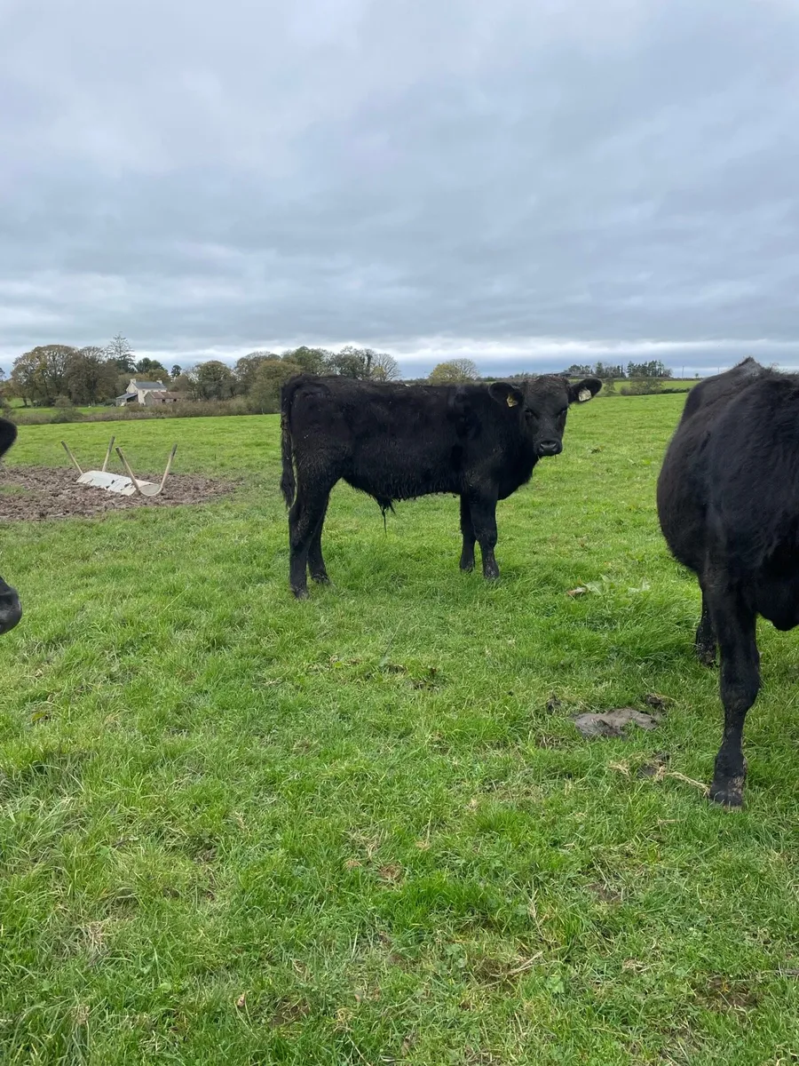 Angus runners - Image 2