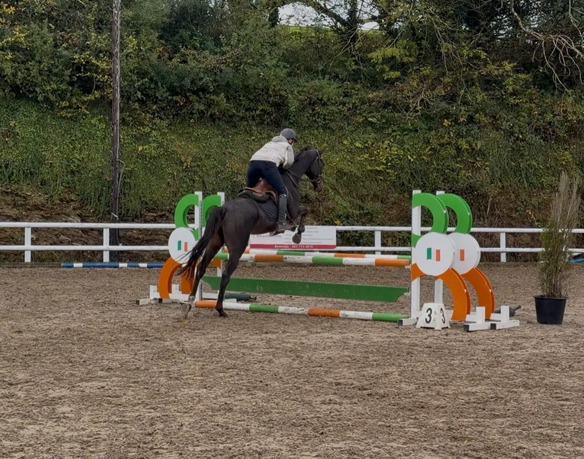 Ultimate family horse - Image 2