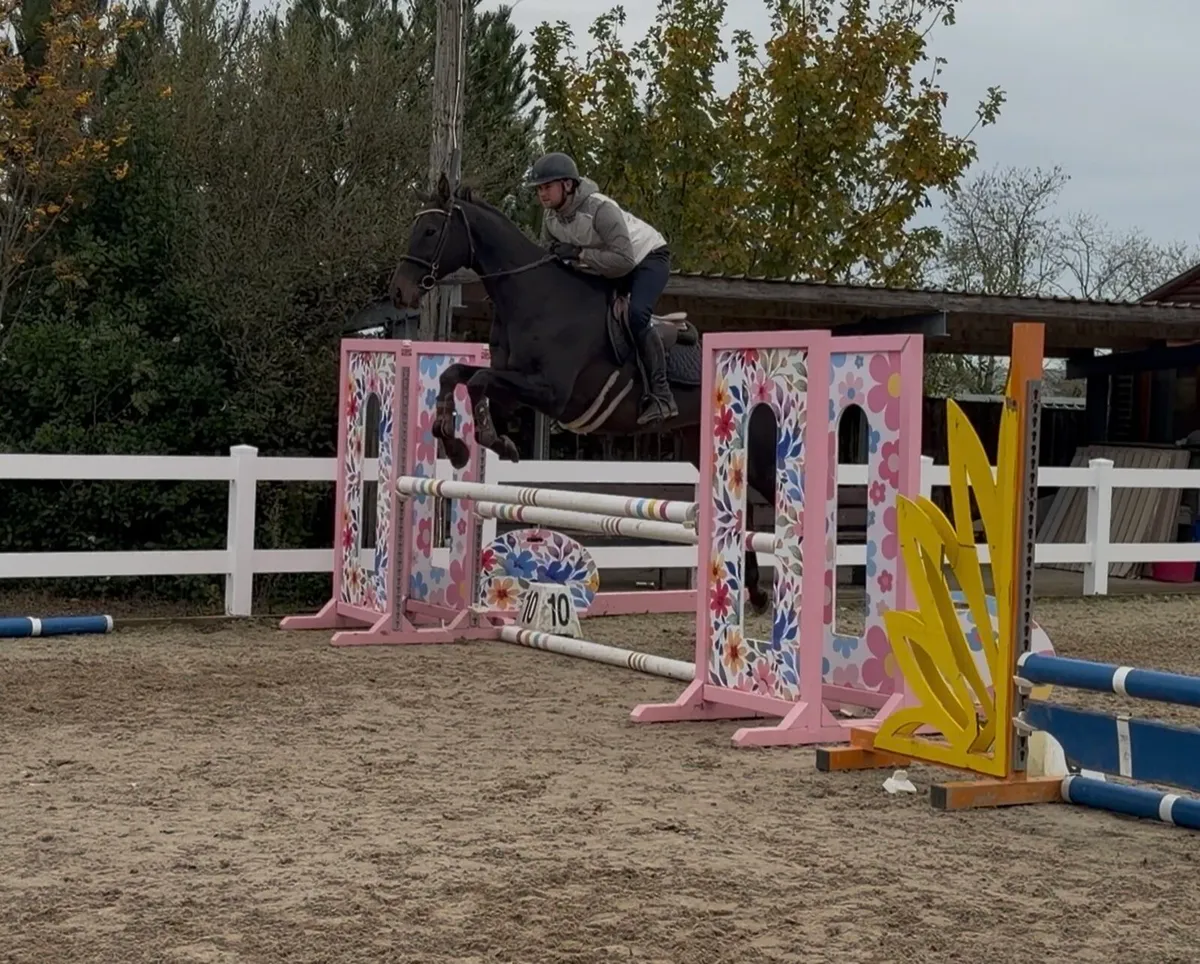 Ultimate family horse - Image 3