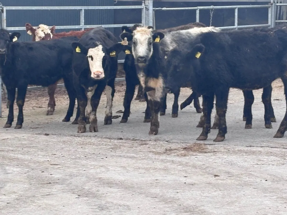 12 weanling heifers for sale @€865 - Image 2