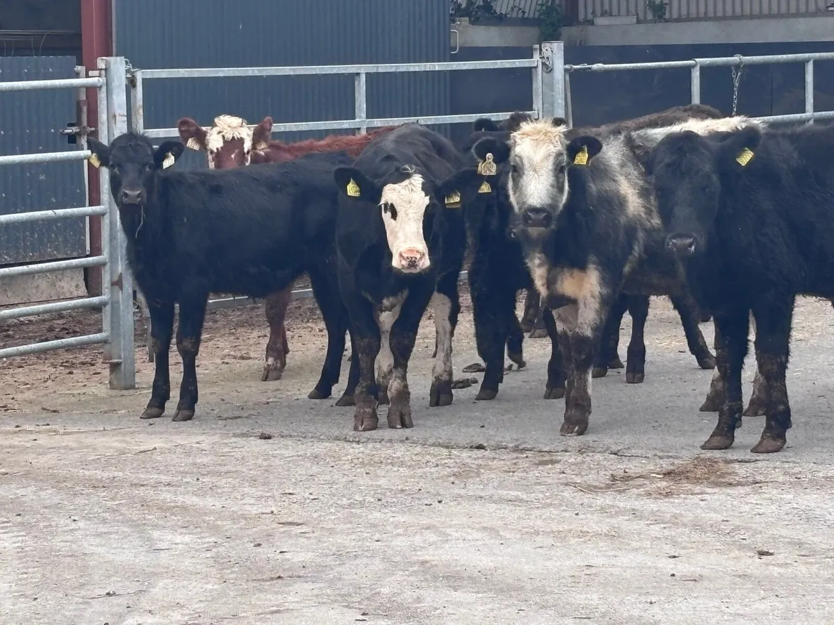 12 weanling heifers for sale @€865 - Image 3