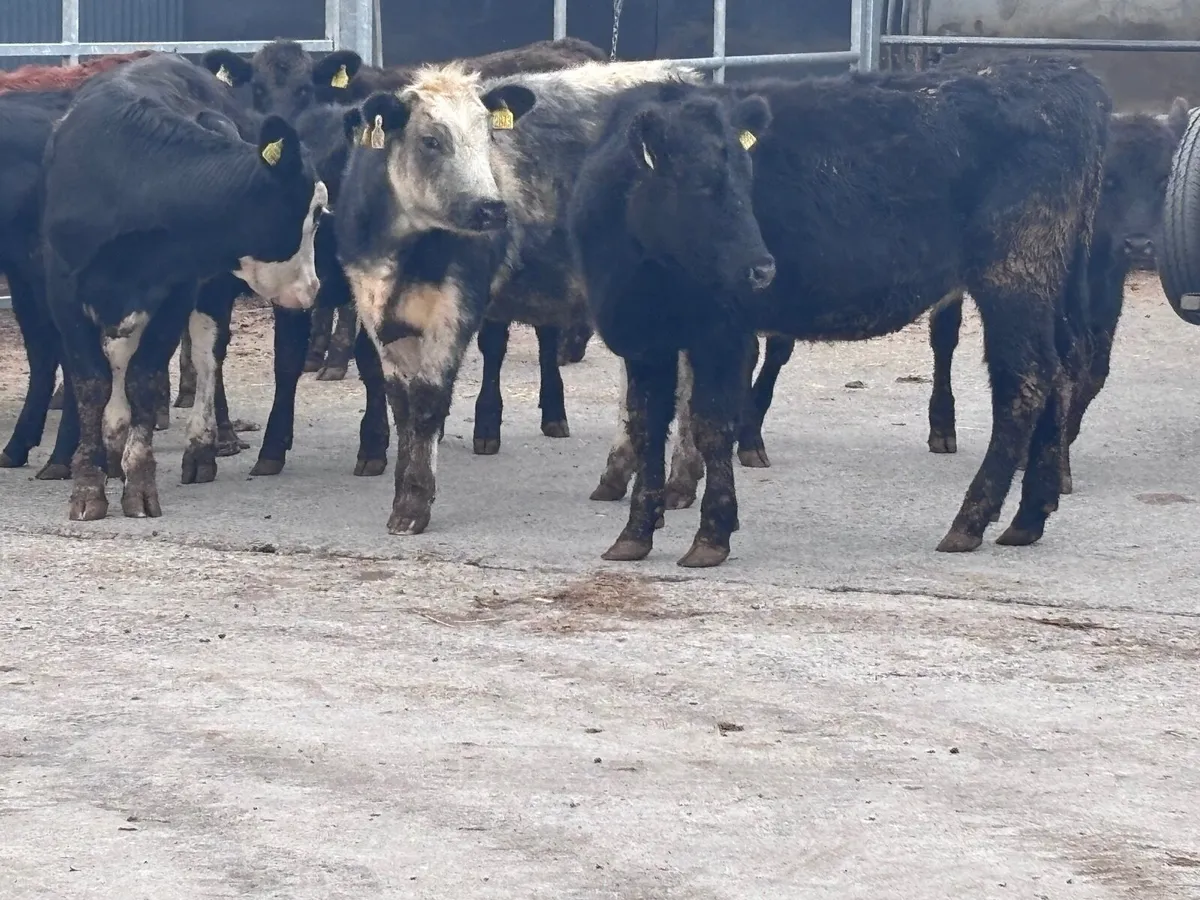 12 weanling heifers for sale @€865 - Image 4